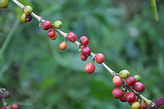 台灣採咖啡豆圖片